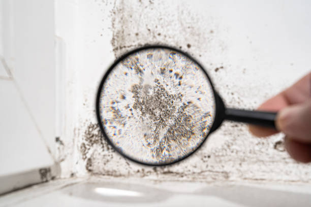 Why You Should Choose Our Mold Remediation Services in Pymatuning Central, PA